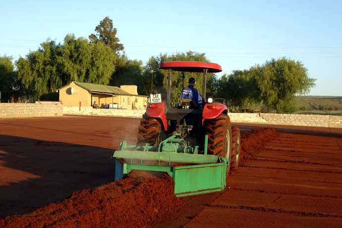 Ein Traktor belüftet den fertig fermentierten Rooibos, der zuvor vollständig in die Mitte des Tea Courts geschoben wurde, und legt ihn erneut in eine angehäufelte Reihe. Die Aufnahme wurde um 6:39 Uhr gemacht.