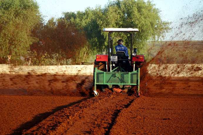 Ein Traktor fährt über den angehäufelten Rooibos auf dem Tea Court. Das Anbaugerät am Heck schleudert den fermentierten Rooibos über die gesamte Fläche, um den Trocknungsprozess zu starten. Es ist 6:39 Uhr – die Arbeit begann um 6:00 Uhr.