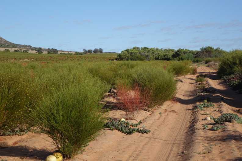 Ein sandiger Weg durch ein Rooibosfeld mit älteren, buschig gewachsenen Sträuchern auf der Zeekoevlei 109 Farm, Herkunft des Ouhuis Rooibos-Tees.