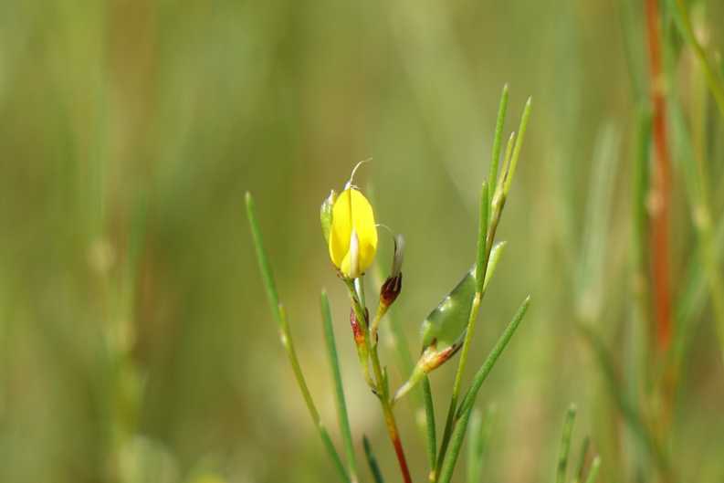 Nahaufnahme einer einzelnen Rooibosblüte auf einem Stängel, der sich bereits rotbraun verfärbt hat – ein Hinweis auf die Erntezeit.