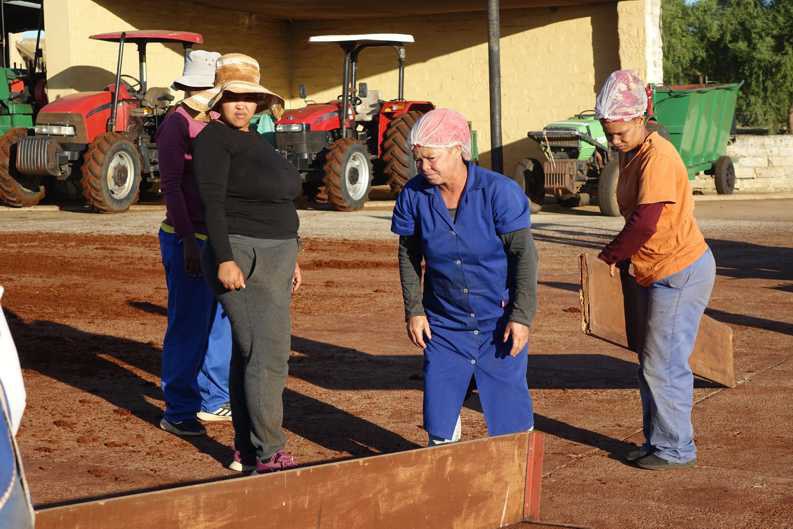 Ein schmaler Bereich des Tea Courts, abgetrennt mit ineinandergesteckten Bohlen, dient als Ablagefläche für den frischen Rooibos-Silageschnitt.