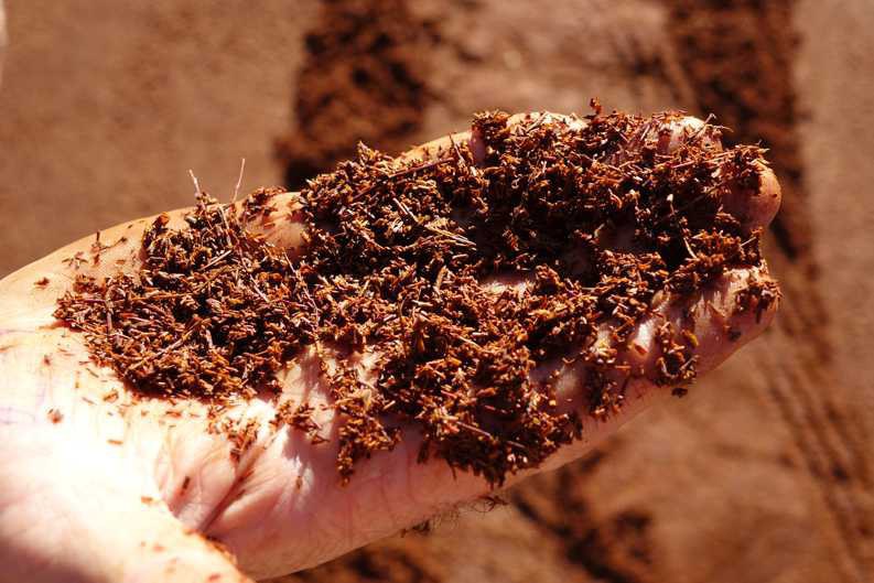 Eine Handfläche mit fertig fermentiertem Rooibos, der sich cremig anfühlt – ein Zeichen für eine erfolgreiche Fermentation.