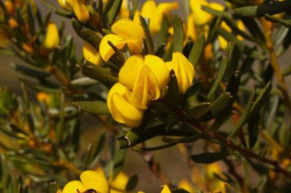 Blühender Honeybush Strauch mit gelben Blüten und nadelartigen Blättern in der Fynbos-Region.