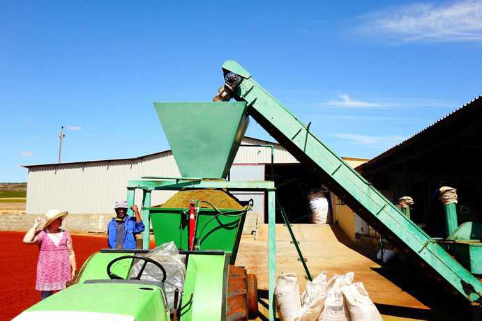 A trailer with a collection container stands under a rectangular hopper. A conveyor belt transports freshly cut Rooibos from below to the top, where it falls into the hopper and is then collected in the container on the trailer. Once the container is full, a tractor transports it to the designated area of the Tea Court. There, the cut Rooibos is spread into a heaped row, marking the beginning of the next fermentation process in the afternoon.