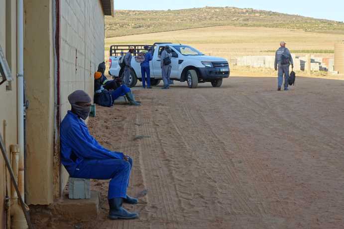 A harvest worker sits in the foreground, waiting for transport to the Rooibos field. In the background, a Ford Pickup is parked, which will later be used to transport the workers to the field. In front of the vehicle, three harvest workers are talking to the driver. Work begins early in the morning to avoid the hottest part of the day. While some workers return to the farm around 2:00 PM, others stay until 4:00 PM to load the bundled Rooibos branches from the field onto a trailer.