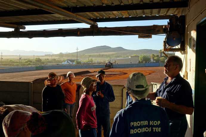 Paul Smit stands under a covered area where the Rooibos branches harvested the previous day are cut by processing machines. The bundled Rooibos is already placed there, prepared for further processing. In front of him, several female workers are engaged in a discussion. This morning meeting serves to give clear instructions to the workers for the day ahead.