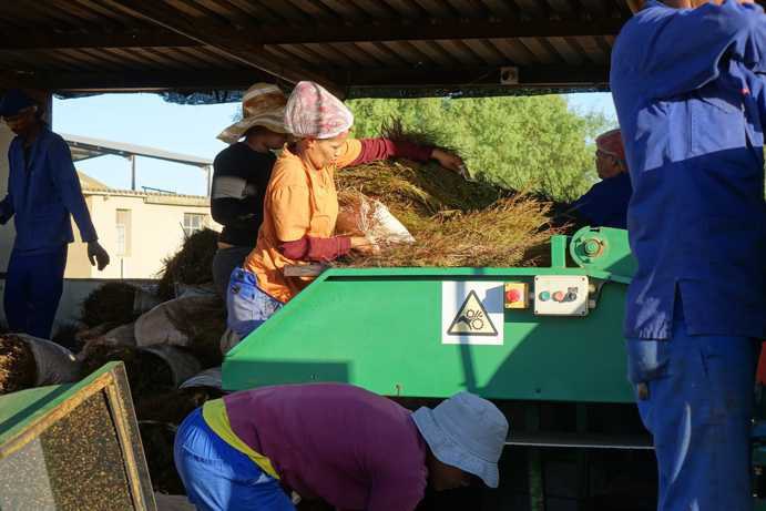 A worker processes Rooibos branches on a conveyor belt. She picks small bundles from previously opened Rooibos stacks and places them on the belt, which transports them to the cutting machine. There, the branches are cut into 1.5 to 4 mm long pieces.