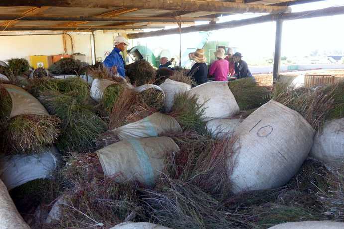 Stacked Rooibos bundles next to the cutting machine, harvested the day before. In the background, workers are seen just before they begin cutting the Rooibos.