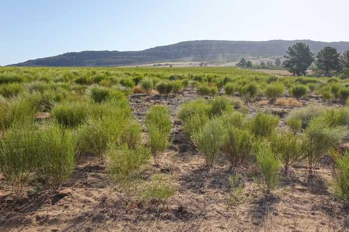 A Rooibos field with young Rooibos plants. The first rejuvenation pruning takes place after the first growth period, approximately one year after planting in autumn. This promotes branching and improves harvest quality. Due to rising demand, young Rooibos shoots are now also used for green Rooibos.