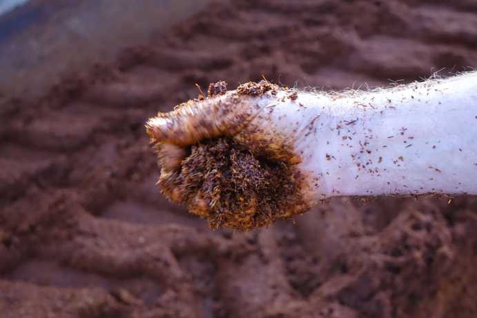 Paul Smit’s hand rubs fermented Rooibos between his fingers. The creamy consistency indicates that the fermentation process has been successful.