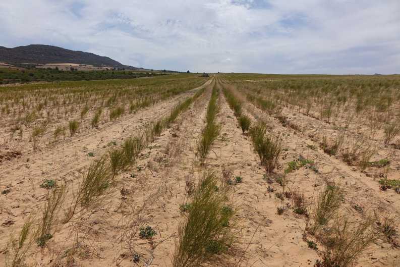 A Rooibos field on the Zeekoevlei 109 Farm with seedlings planted last autumn that have not yet been pruned.