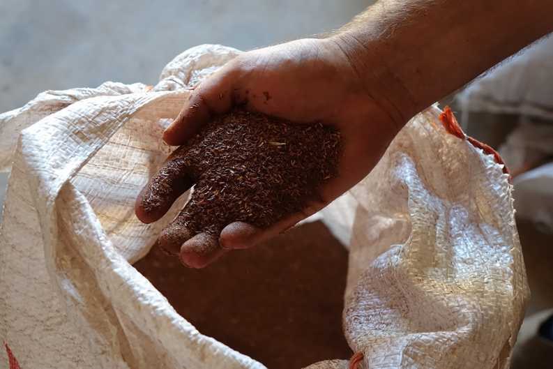 Schalk Willem Laing displaying his naturally grown Rooibos harvest on the Kromme Valley Farm.