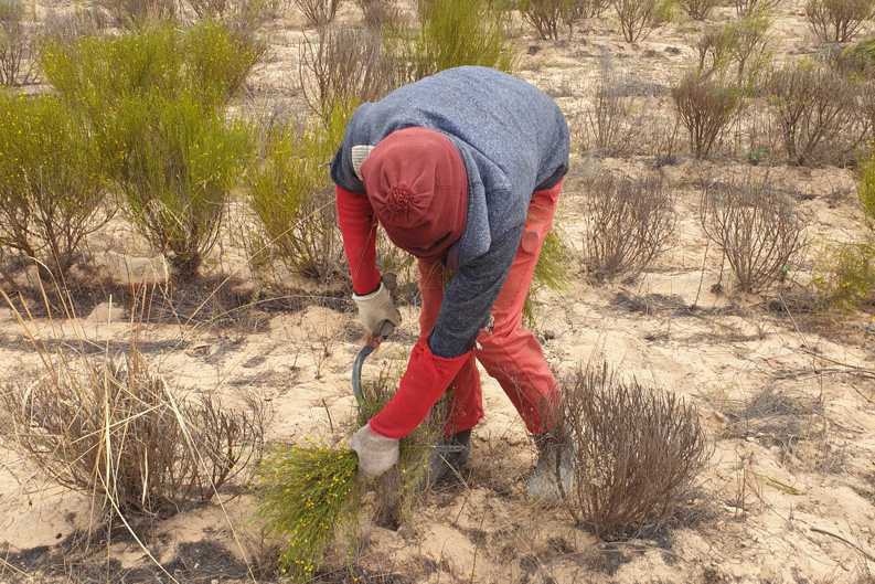 A harvest worker on the Zeekoevlei 109 Farm cuts Rooibos shoots with a sickle and wears a head covering to protect against the sun.