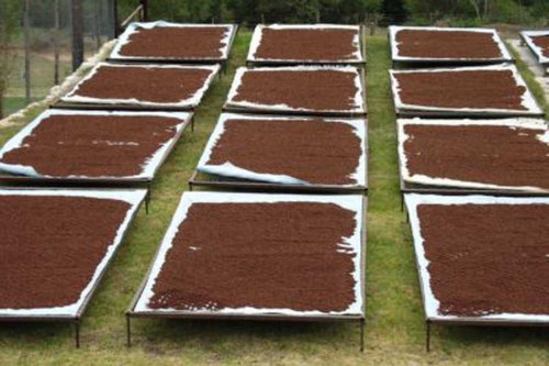 Honeybush is dried on drying tables