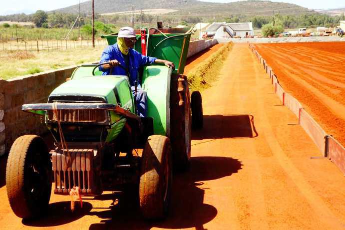 Un tracteur transporte un conteneur rempli de Rooibos fraîchement coupé sur le Tea Court. À l’arrière du conteneur, une ouverture permet de déposer le Rooibos en une rangée empilée, alignée avec le Rooibos déjà réparti. Pendant ce temps, le tracteur avance lentement pour étaler uniformément le Rooibos.