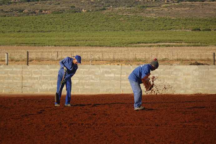 Deux ouvriers utilisent des pelles pour lisser les dernières irrégularités dans le Rooibos réparti sur l’ensemble du Tea Court.