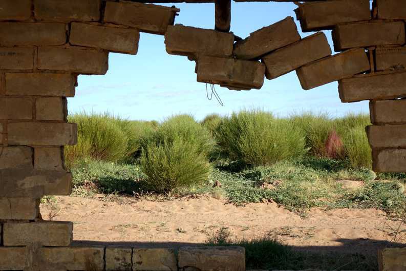 À travers un mur en ruine avec un grand trou sur la ferme Zeekoevlei 109, des arbustes de Rooibos poussent dans le sol sablonneux.